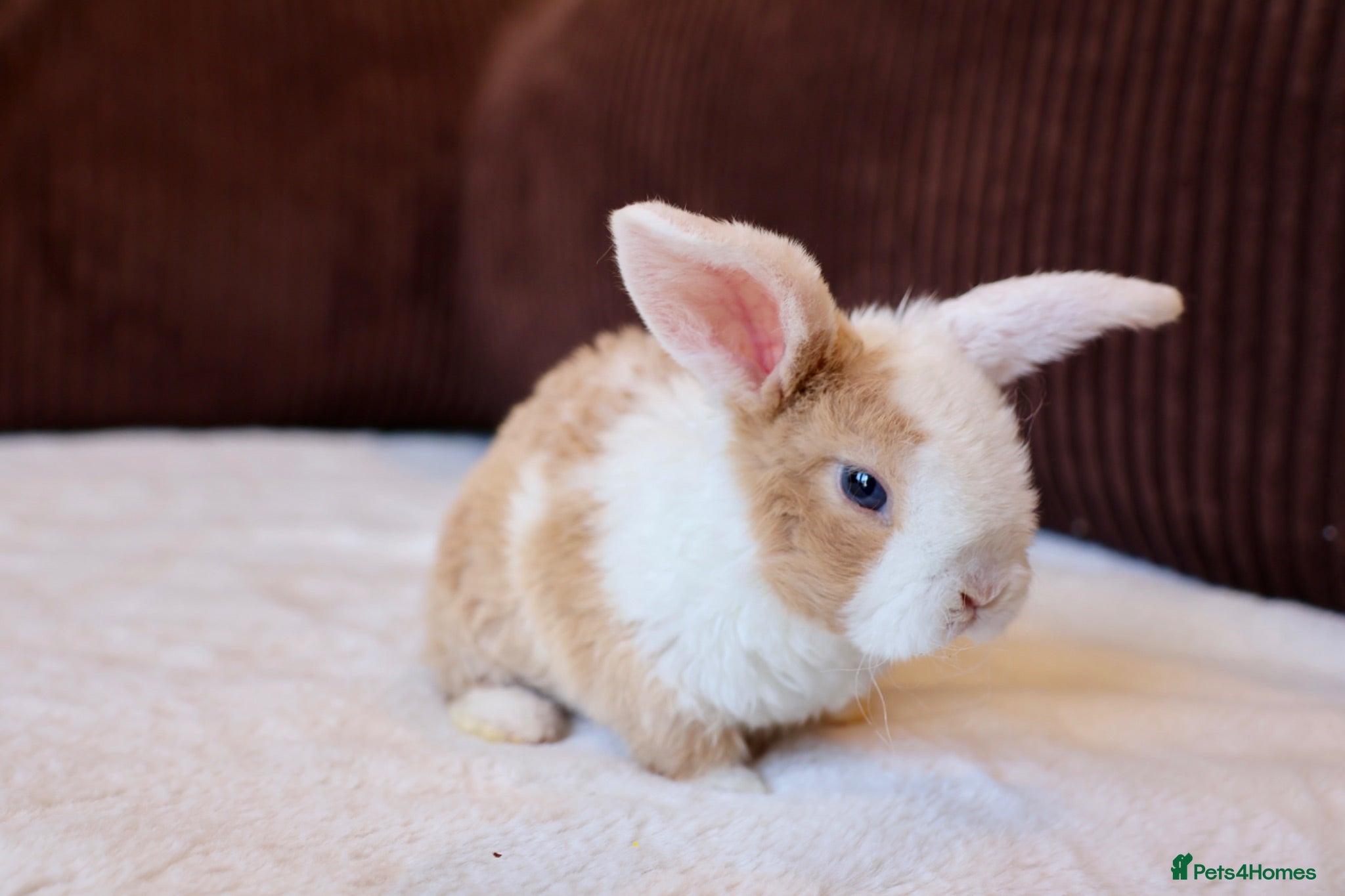 Mini Lop rabbits Mini Plush Lops & Mini Rex Doe 🐰 - Advert 2
