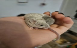 Mouse rodents for sale: 3 girls and 5 boys - Image 9