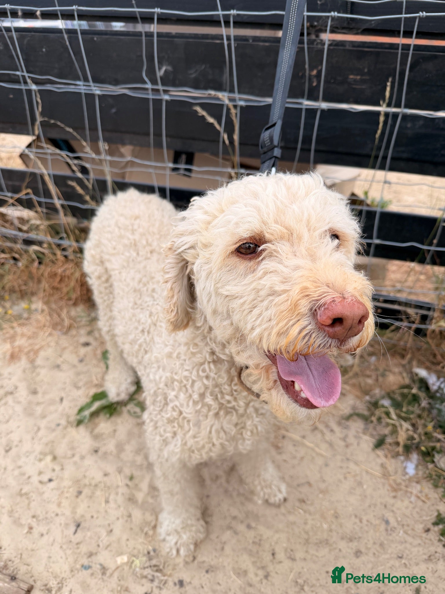 Labradoodle dogs Baily Labradoodle looking for new home - Advert 2
