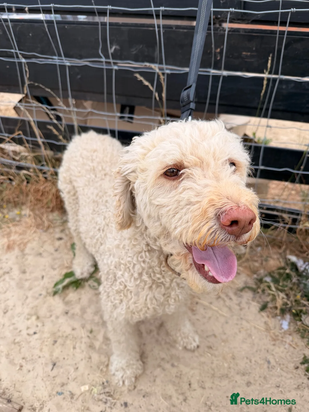 Labradoodle dogs for sale: Baily Labradoodle looking for new home in Woking - Advert 1