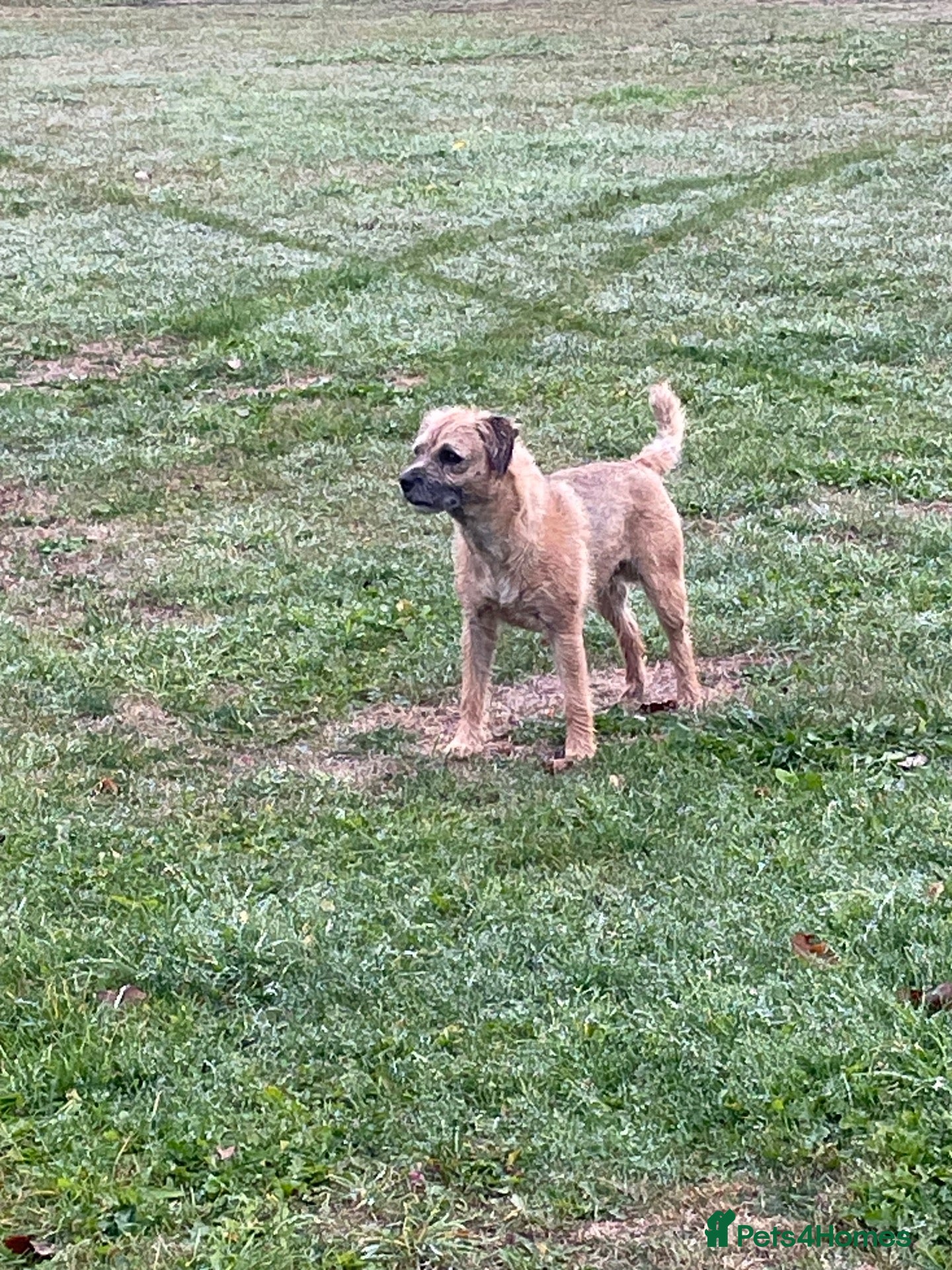 Border Terrier dogs Border terrier at stud. Kc registered  - Advert 9