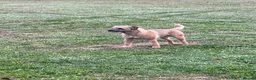 Border Terrier dogs for stud: Border terrier at stud. Kc registered  in Durham - Advert 1