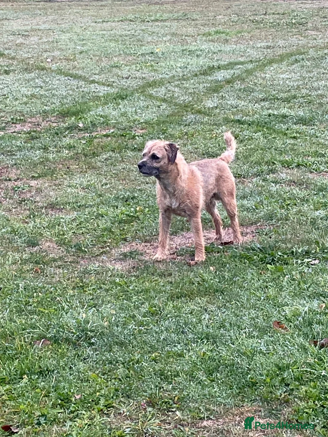 Border Terrier dogs for stud: Border terrier at stud. Kc registered  in Durham - Advert 1