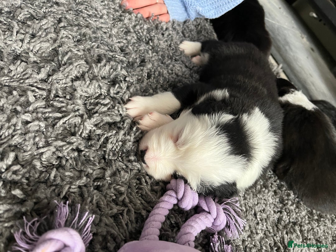 Border Collie dogs for sale: Beautiful Tri-colour border collies - Image 13