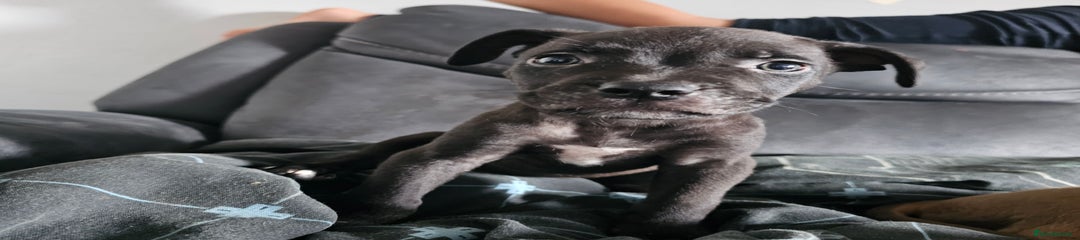 Mixed Breed Puppy 1