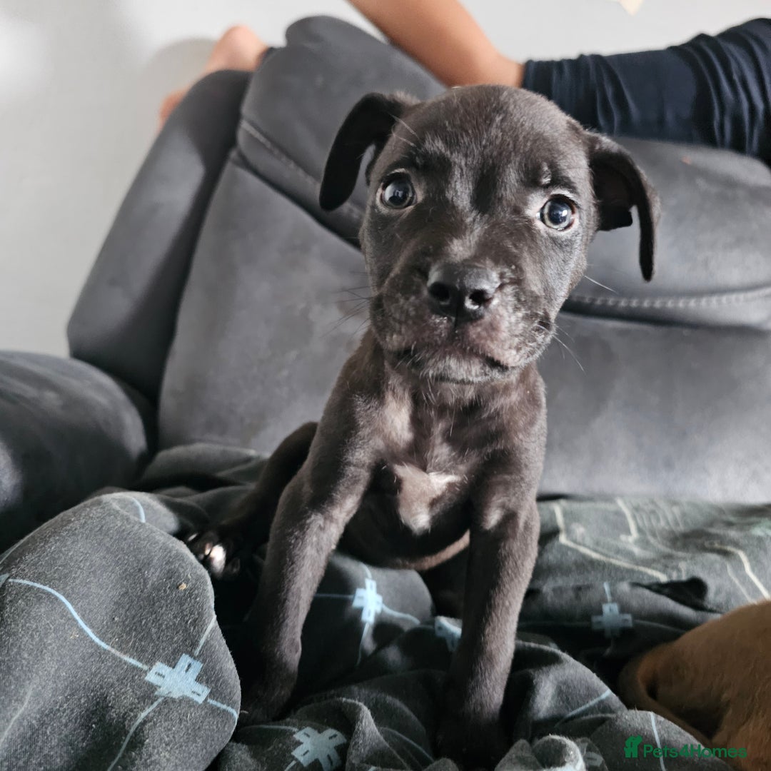 Mixed Breed dogs for sale: Accidental litter - Image 9