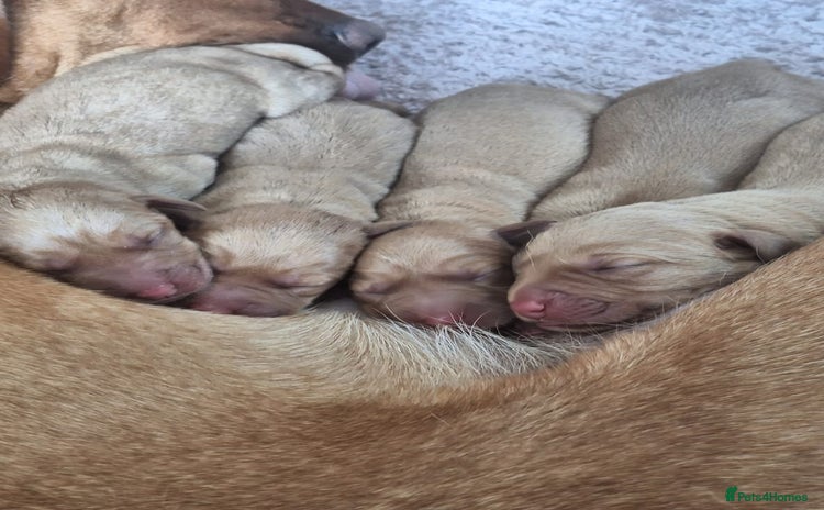 Labrador Retriever dogs - Advert 2
