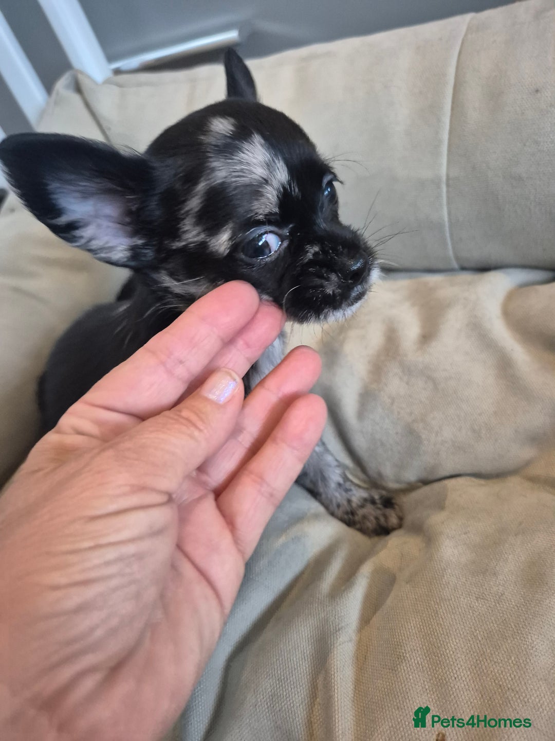 Chihuahua dogs for sale: 3 beautiful tiny pure breed chihuahua  - Advert 9