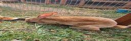 Rex rabbits for sale: Mini rex  - Advert 25