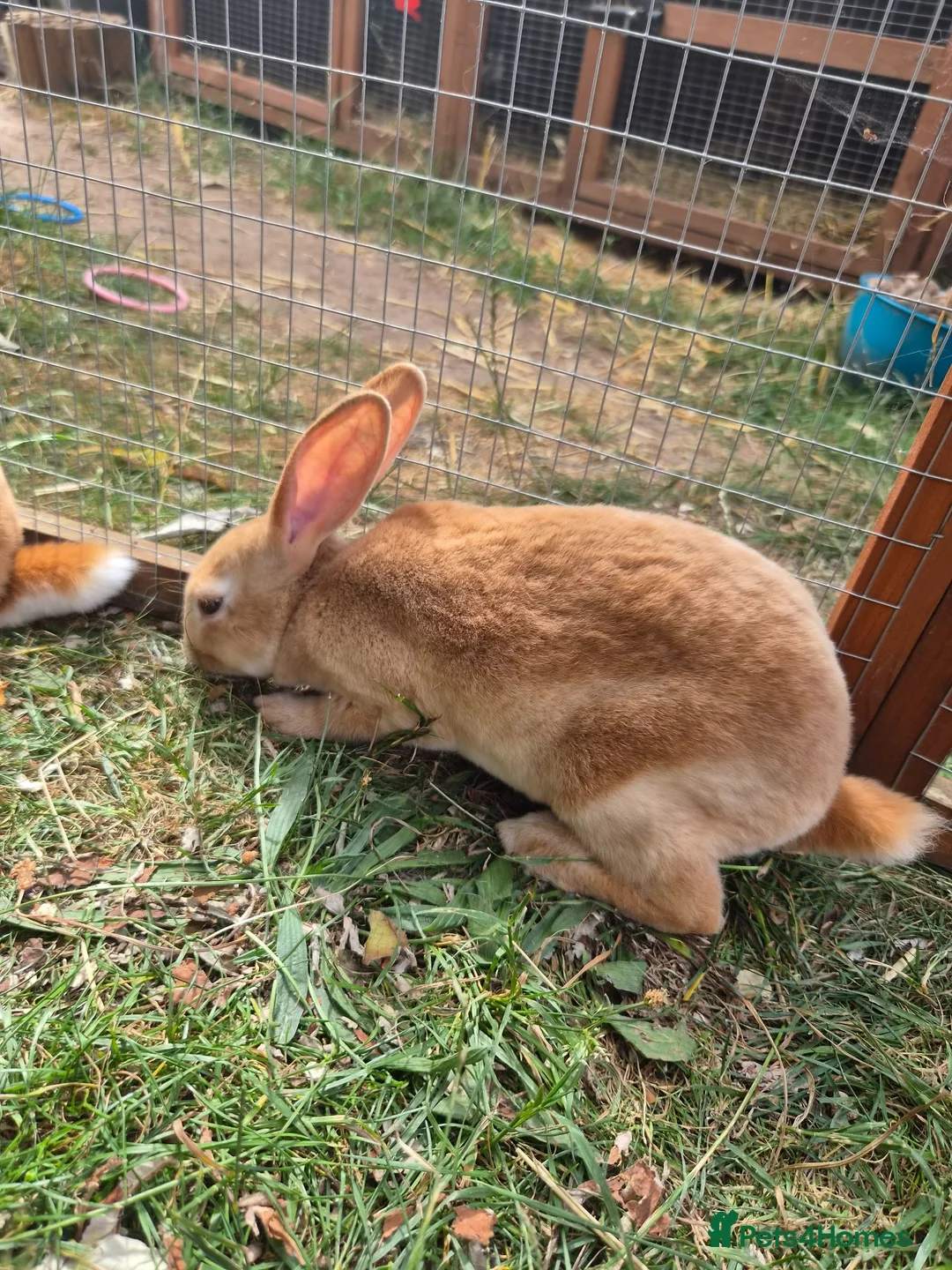 Rex rabbits for sale: Mini rex  - Advert 25