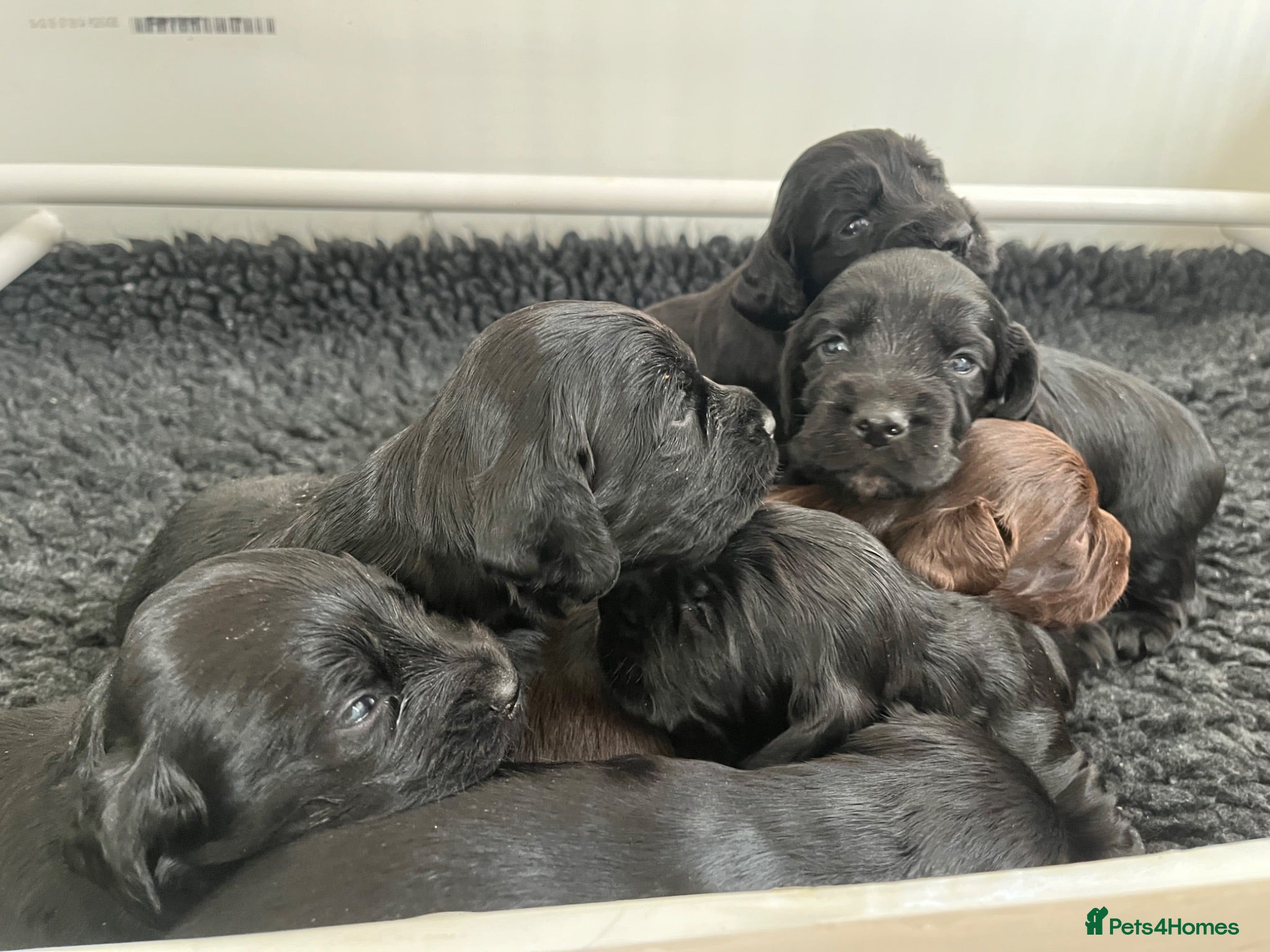 Cocker Spaniel dogs KC Working Cocker Spaniels  - Advert 10