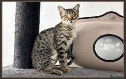 Savannah cats for sale: Dramatically reduced and ready F5 SBT Savannahs in Bingley - Image 2