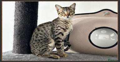 Savannah cats in Bingley - Advert 2