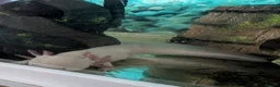 Axolotl reptiles for sale: Axolotl - Advert 5