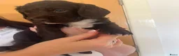 Sprocker dogs for sale: Sprocker puppies  - Advert 15