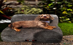 Miniature Dachshund dogs for sale: 💗 READY TO LEAVE - K.C MINIATURE DACHSHUND 💗 - Image 35