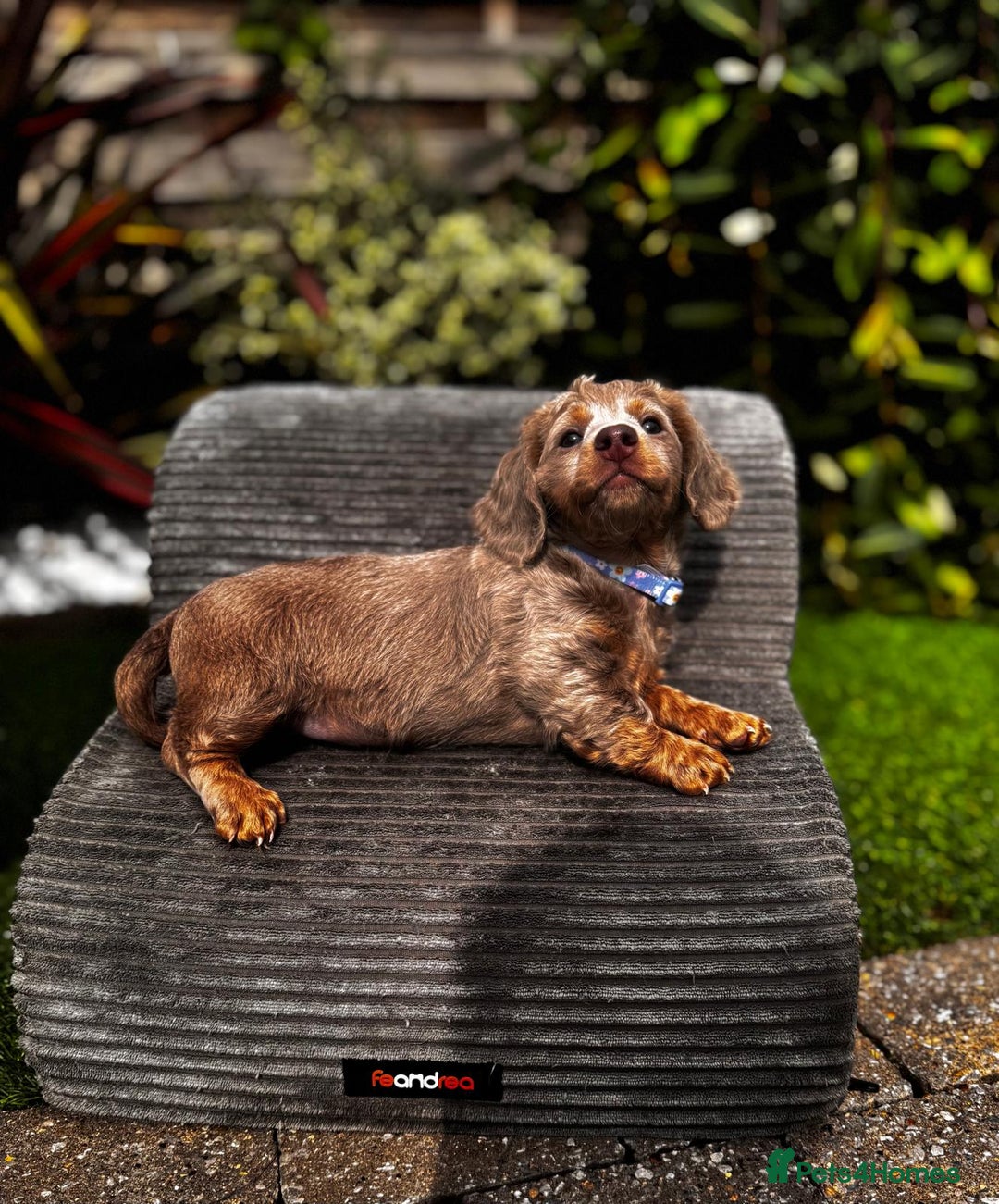 Miniature Dachshund dogs for sale: 💗 READY TO LEAVE - K.C MINIATURE DACHSHUND 💗 - Image 35