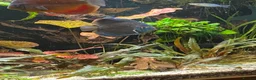 Discus fish for sale: X5 Vietnamese discus  - Advert 4