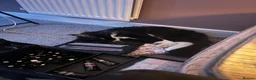 Maine Coon cats for sale: uther - male maine coon un-neutered  - Advert 28