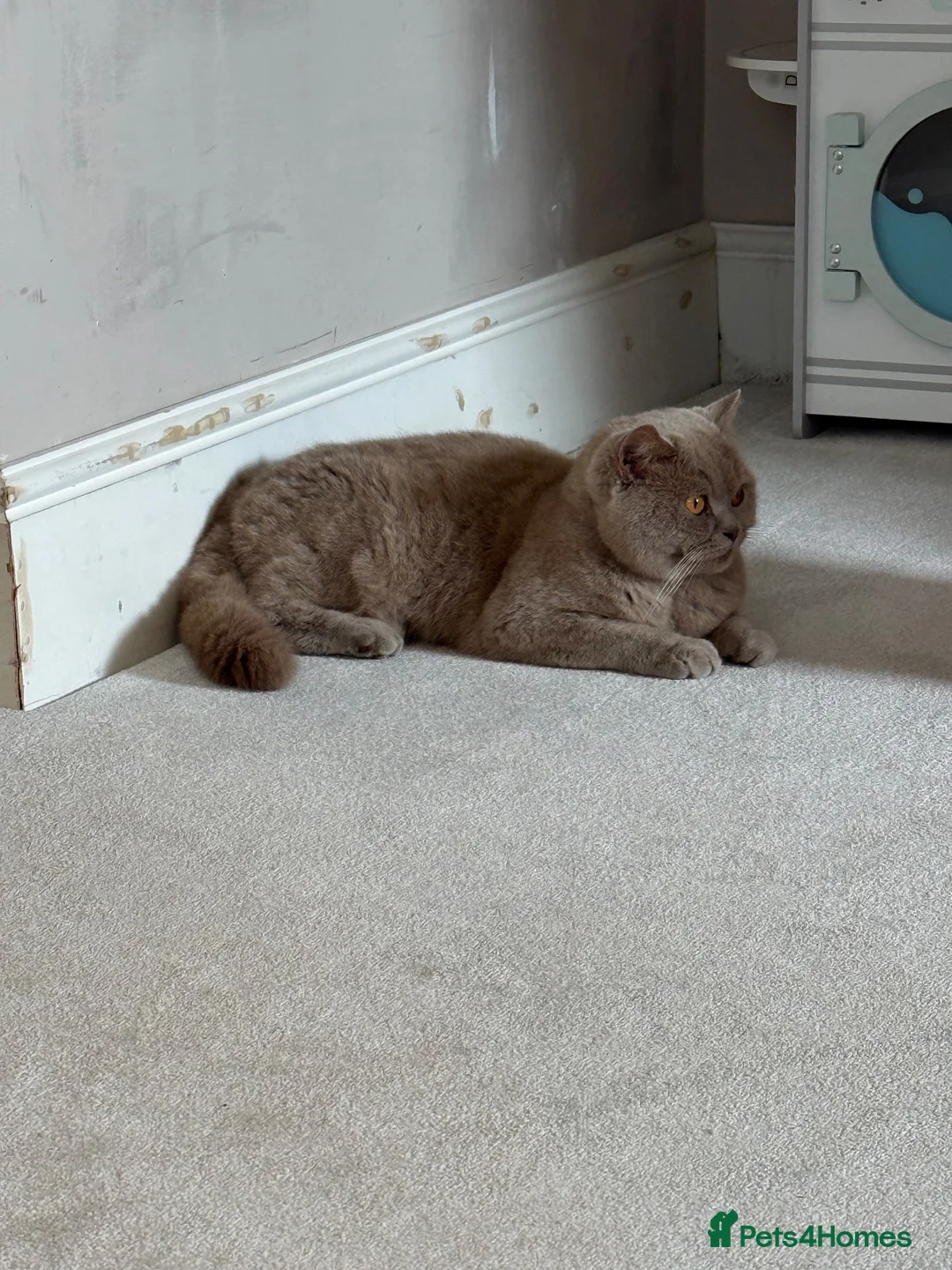 British Shorthair cats for sale: Beautiful British Shorthair looking for 5* home in Preston - Advert 3