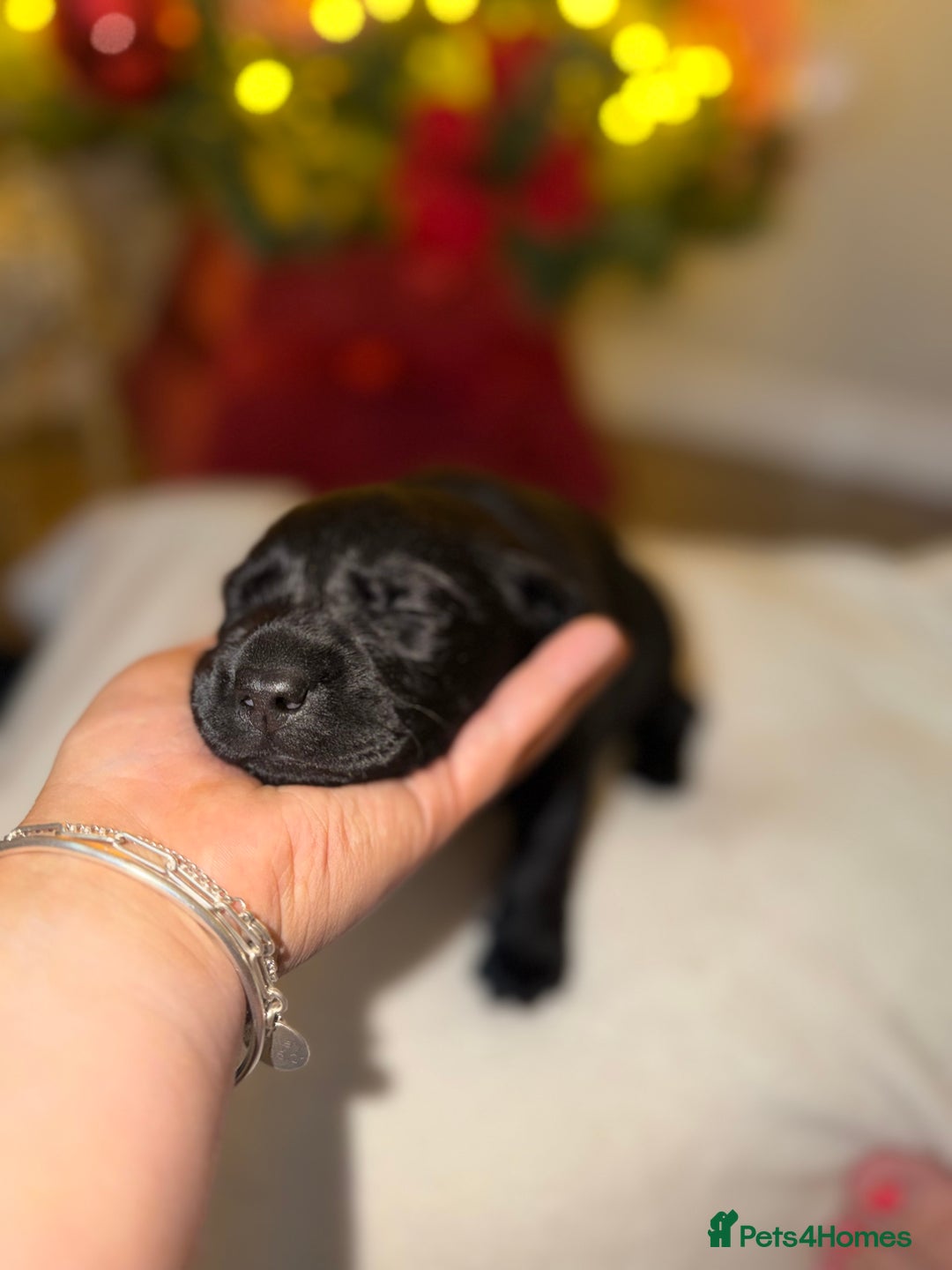 Labrador Retriever dogs for sale: Kc registered Labrador 2 puppies left ! ⭐️⭐️⭐️⭐️ - Advert 22