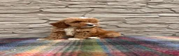Cockapoo dogs for sale: F1 Cockapoos (council licensed)  in Stourport-on-Severn - Advert 6