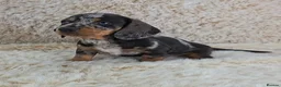 Dachshund dogs for sale: Classic Miniature Dachshund Puppies  - Advert 4