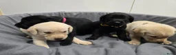 Labrador Retriever dogs for sale: Gorgeous labrador puppies for sale  in Thetford - Advert 17