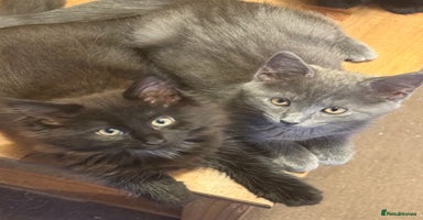 Maine Coon cats - Advert 8
