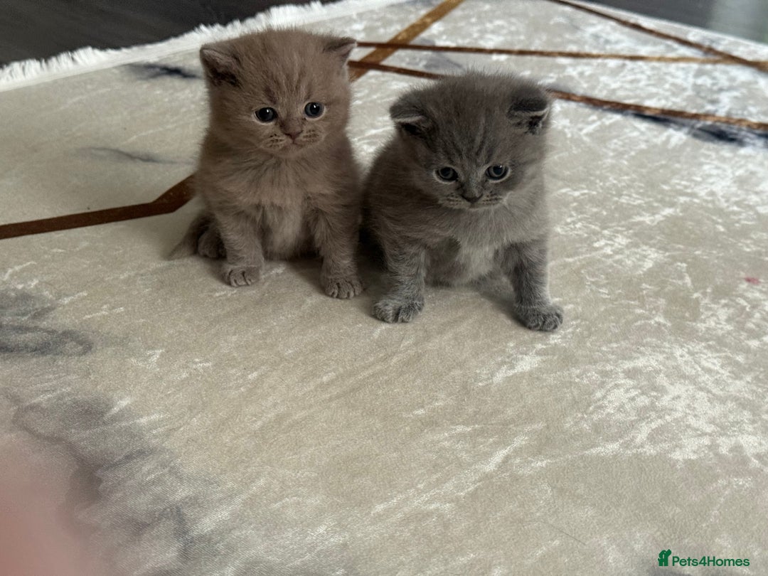 British Shorthair cats for sale: Adorable British Shorthair Kittens for Sale - Image 2