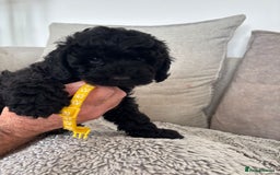 Cavapoo dogs for sale: 🐶 F1B CAVAPOOS 5* HEALTH CHECK 🐶 - Image 5