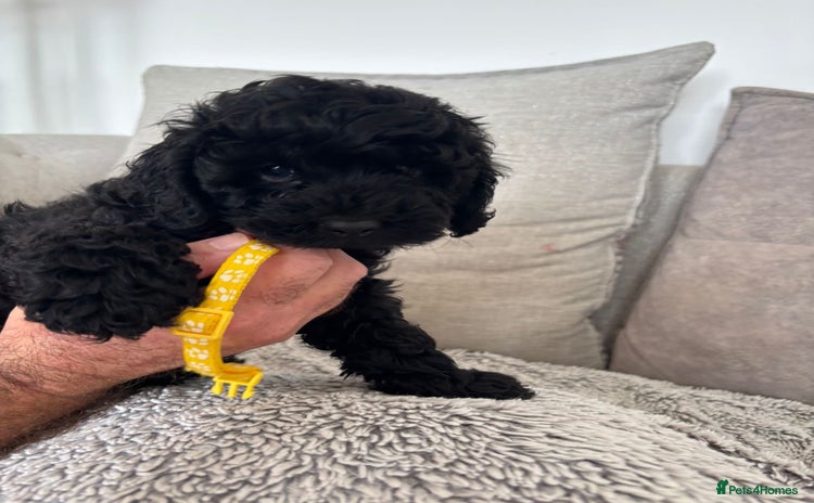 Cavapoo dogs - Advert 11