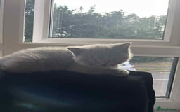 British Shorthair cats for sale: Short hair British kittens  - Image 2