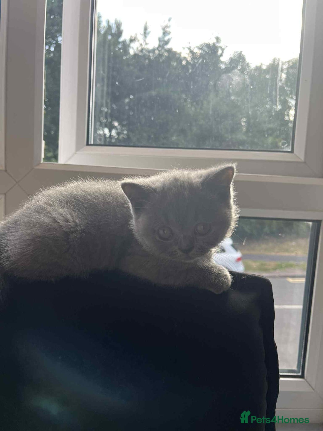 British Shorthair cats for sale: Short hair British kittens  - Image 2