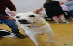 Mixed Breed dogs for adoption: Buddy - Norwich Norfolk  - Image 1