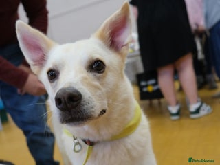 Mixed Breed dogs - Advert 5