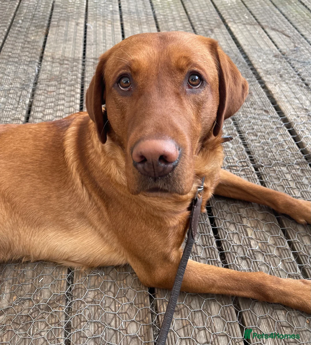 Labrador Retriever dogs for sale: Exceptional Quality KC Fox Red Labrador puppies - Advert 9