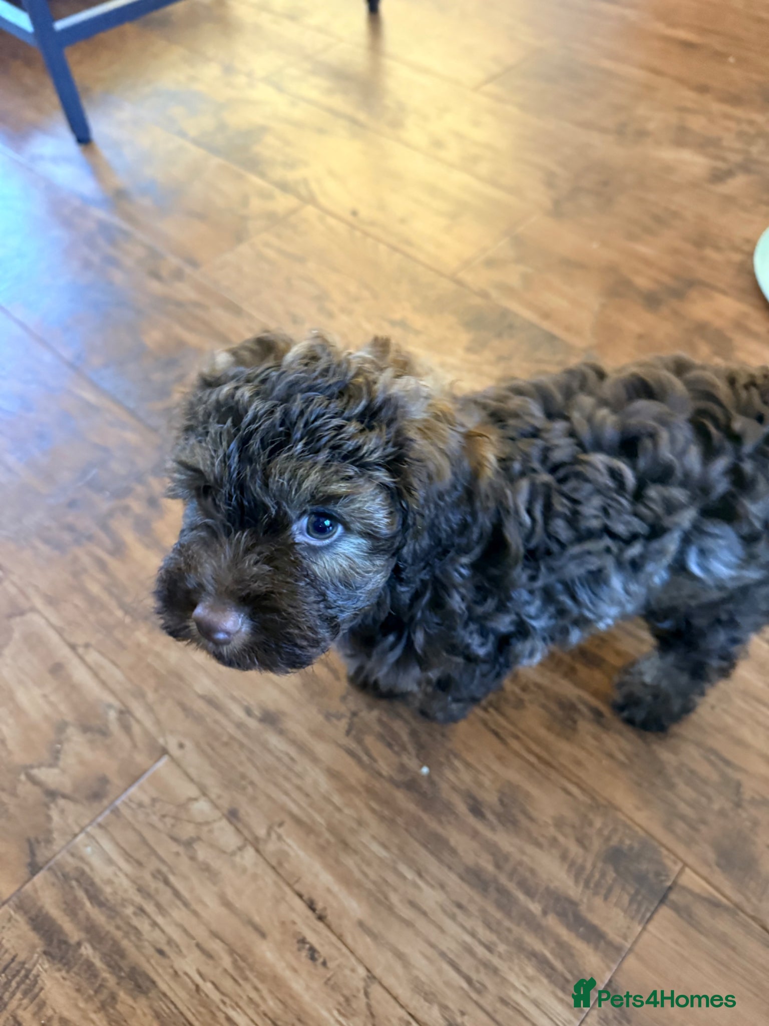 Mixed Breed dogs for sale:  Ready to go Cavapoo/Cockapoo pups £1550 OVNO  - Advert 22