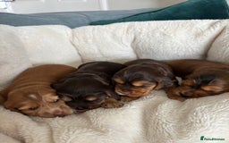 Cocker Spaniel dogs for sale: Outstanding kc reg cocker spaniel puppies - Image 1