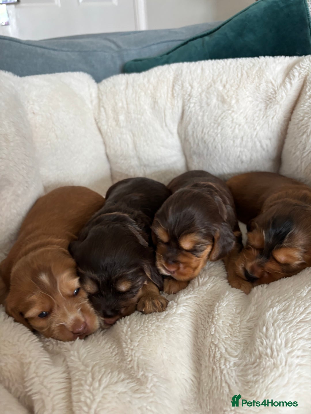 Cocker Spaniel dogs for sale: Outstanding kc reg cocker spaniel puppies - Image 1