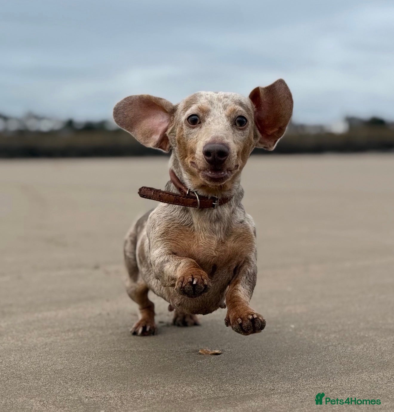 Miniature Dachshund dogs Dapple miniature dachshund  - Advert 5