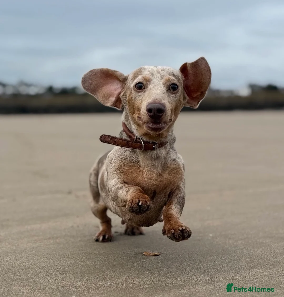 Miniature Dachshund dogs for sale: Dapple miniature dachshund  - Advert 1