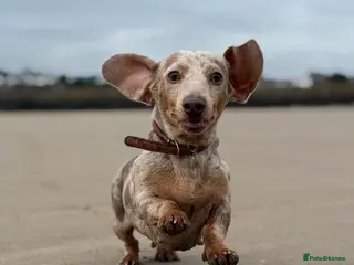 Miniature Dachshund dogs Dapple miniature dachshund - Advert 1