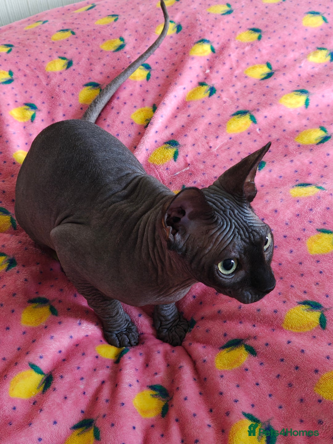 Sphynx cats for sale: 4 sphynx kittens 5months old - Image 2
