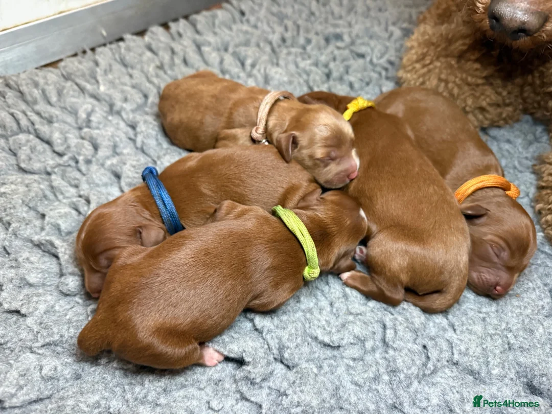 Cavapoo dogs for sale: Cavapoo Waiting List - Health Tested & Licensed  - Advert 4