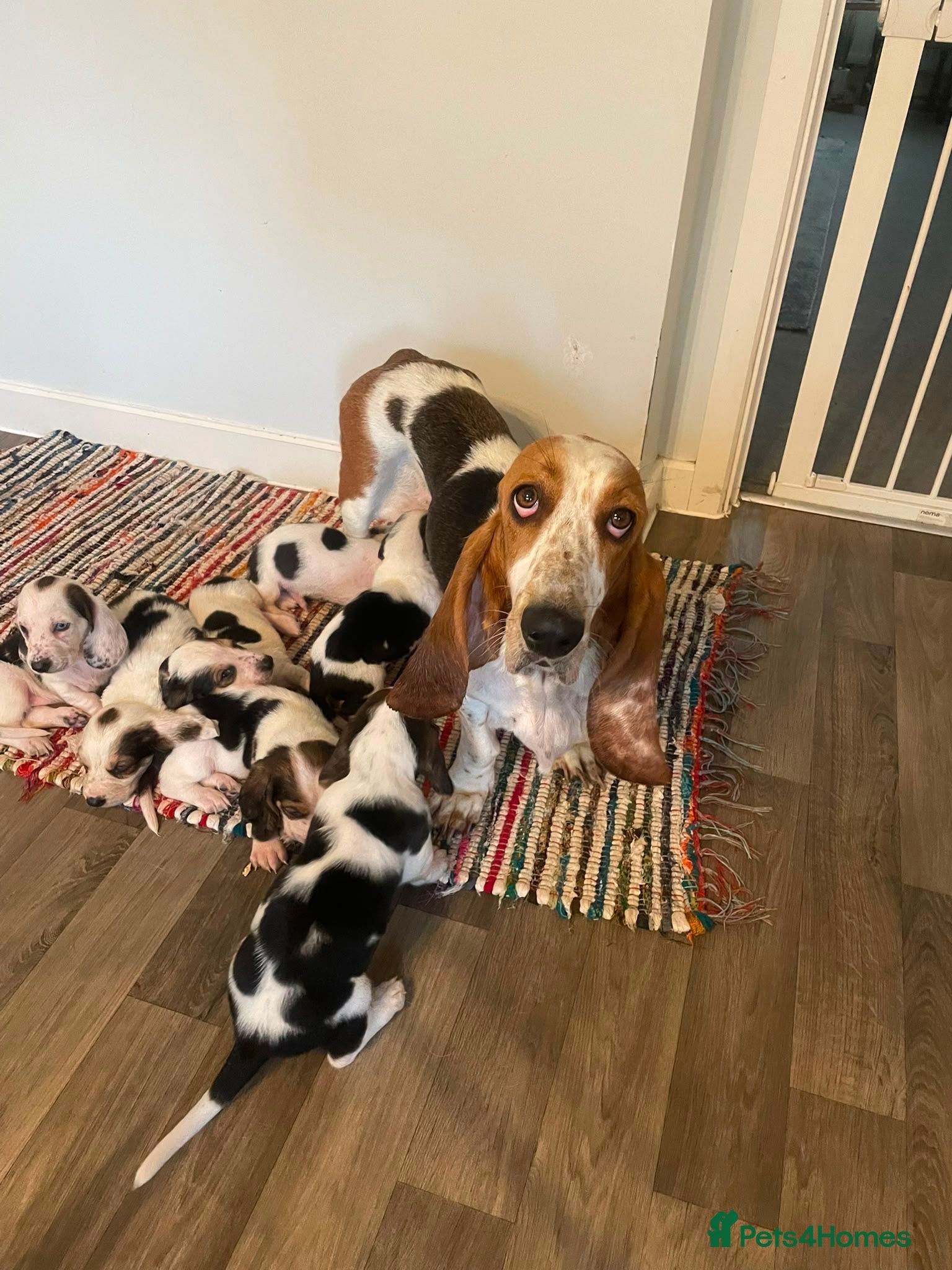 Basset Hound dogs Beatrice - Advert 5