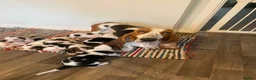 Basset Hound dogs for sale: Beatrice - Advert 1