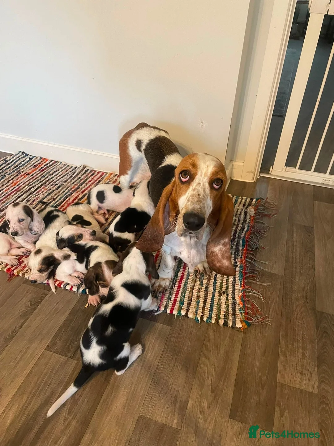 Basset Hound dogs for sale: Beatrice - Advert 1