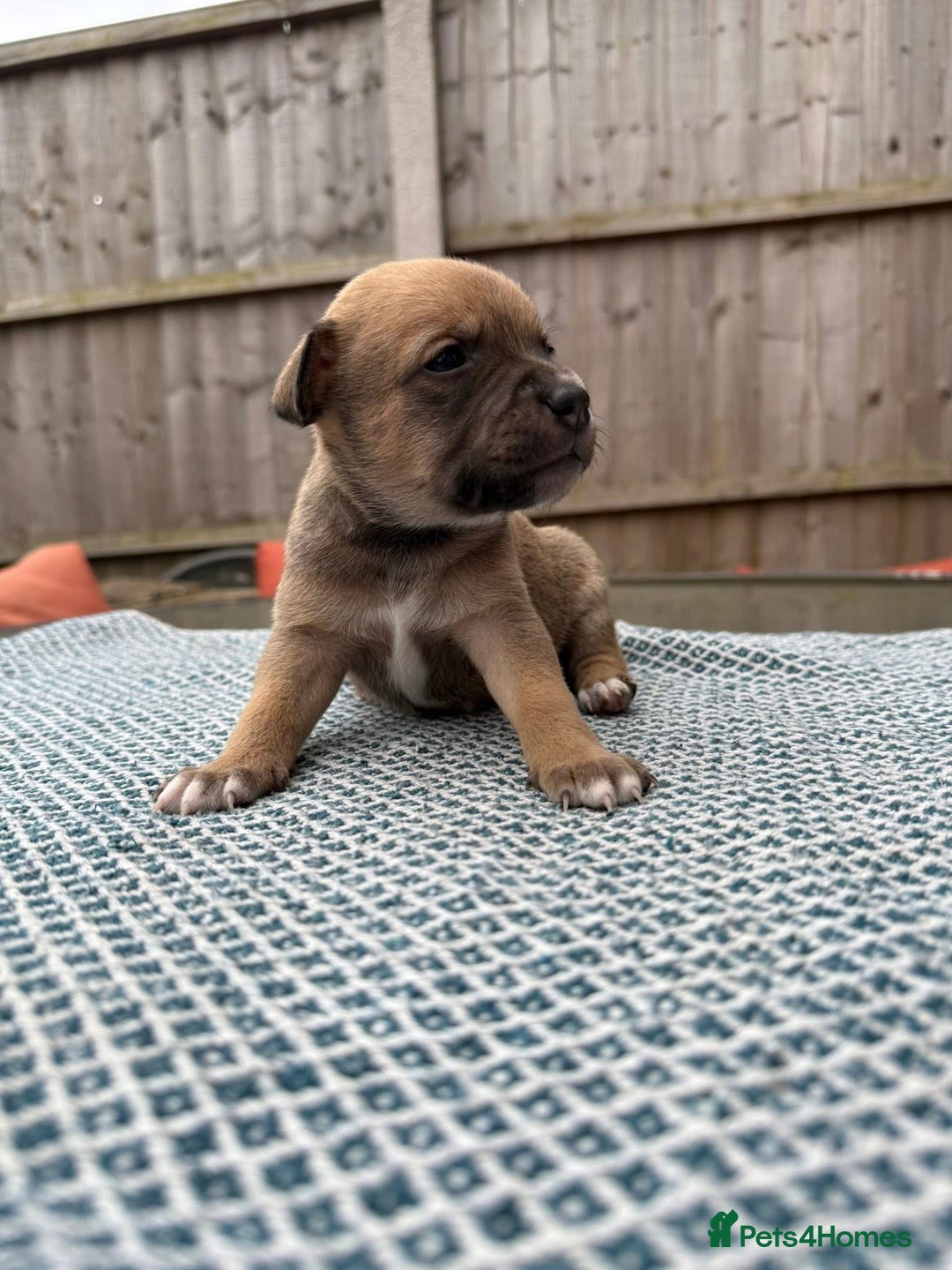 Mixed Breed dogs for sale: Staffordshire bull terrier cross whippets - Image 7