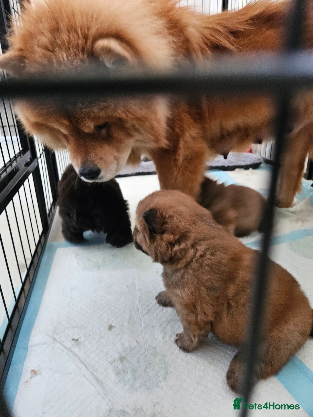 Chow Chow dogs for sale: Chow chow puppies - Advert 2